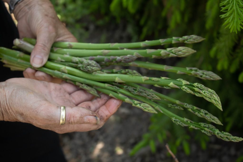 Growing Asparagus: Everything You Need to Know